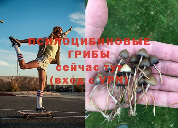 PSILOCYBIN Белокуриха